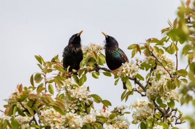 Çiçek açan bir elma ağacı dalına şarkı starlings çifti. Ortak starling (Sturnus vulgaris), olarak da bilinen Avrupa starling bir metalik parlaklık ile parlak siyah tüyleri vardır. Bahar, Çek Cumhuriyeti.