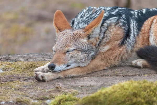 セグロジャッカル Canis Mesomelas を眠っています 細長いと横たわっているシルバー担保ジャッカルを足します — ストック写真