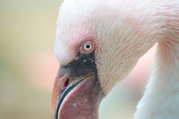 The lesser flamingo (Phoenicoparrus minor) close-up portrait with blurred light background. Beautiful pinkish white bird with long neck, massive beak and yellow eyes.