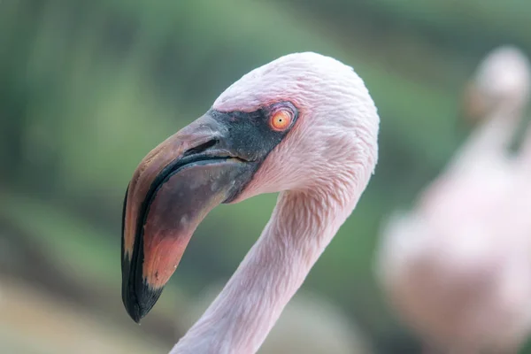 Lesser Flamingo Phoenicoparrus Minor Portrait Blurred Green Background Beautiful Pink — Stock Photo, Image