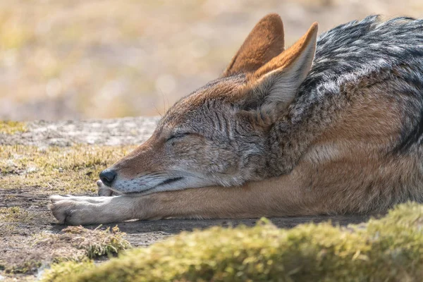 セグロジャッカル Canis Mesomelas を眠っています 太陽の光線で細長い足で横になっているシルバー担保ジャッカル — ストック写真