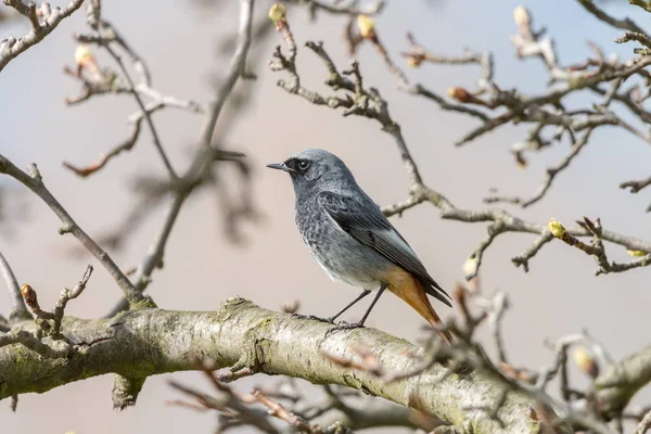 Svart Rödstjärt Eller Redtail Manliga Perching Gren Med Suddig Bakgrund — Stockfoto