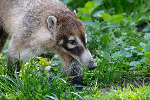 화이트 Coati 고릴라 Narica 흐린된 배경으로 잔디에 Coatimundi — 스톡 사진