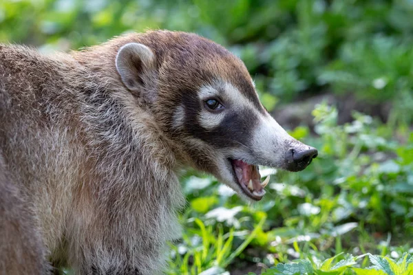 Vit Nosed Näsbjörnar Nasua Narica Eller Coatimundi Med Öppen Mun — Stockfoto