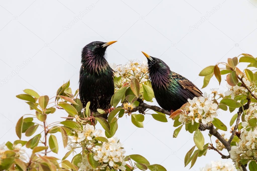 Pair of starlings sitting on a branch of a blossoming apple tree. The common starling (Sturnus vulgaris), also known as the European starling has a glossy black plumage with a metallic sheen. Spring, Czech Republic.