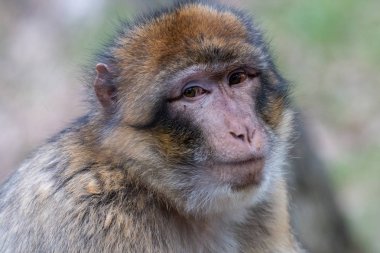Barbary makak ciddi gözlü portresi. Barbary ape veya magot (Macaca sylvanus) sarımsı-kahverengi koyu pembe yüz maymunla gri.
