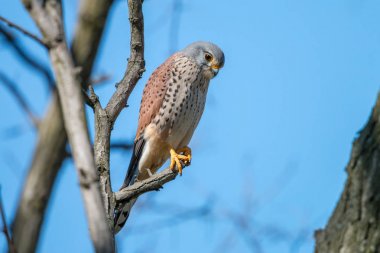 Kerkenez (Falco tinnunculus), berrak mavi zemin üzerine dalı tıraşlama erkek. Vahşi bir yırtıcı kuş Avrupa kerkenezi veya mavi gökyüzü, yaban hayatı sahne çek doğadan karşı oturan bayağı kerkenez.