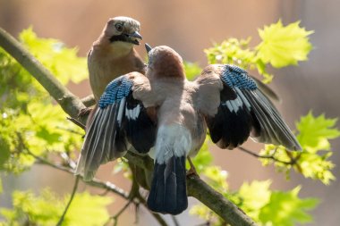 Eurasian jays mating habit. Courtship ritual of pair of jays: the male jay provides food to the female. The Eurasian jay (Garrulus glandarius) has pinkish-grey to reddish-brown upperparts with bright blue wing patch.