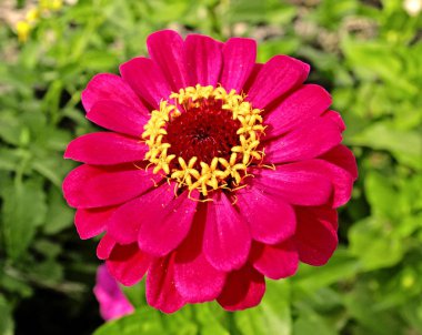 Küçük pembe çiçek 