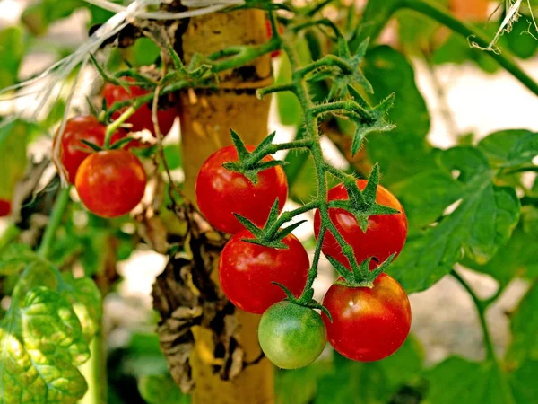 The tomato plants of the orchard