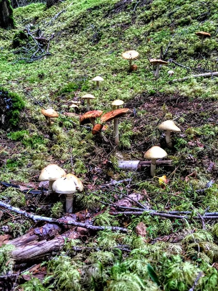 Pilze und Moos wachsen auf einer bewaldeten Insel im Südosten von Alaska — Stockfoto