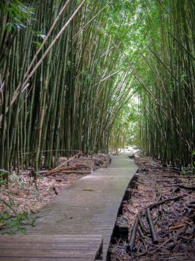 Ahşap tahta zammı ile ünlü Waimoku şelalelerine önde gelen yoğun Bambu Ormanı. Popüler Pipiwai iz Haleakala Milli Parkı'nda Maui, Hawaii, ABD tarihinde