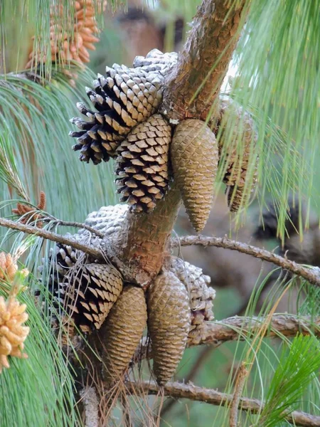 Some Lovely Small Pinecones Pine Tree Branch Mountains Macro Sunlight — Stock Photo, Image