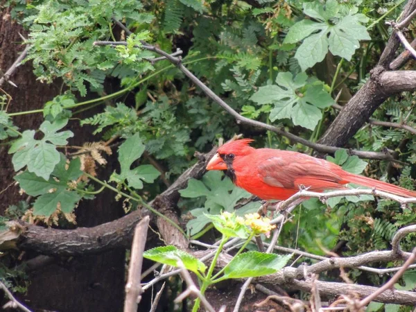 Röd Kardinal Trädet Uppflugna Gren Med Gröna Blad Tittar Kameran — Stockfoto