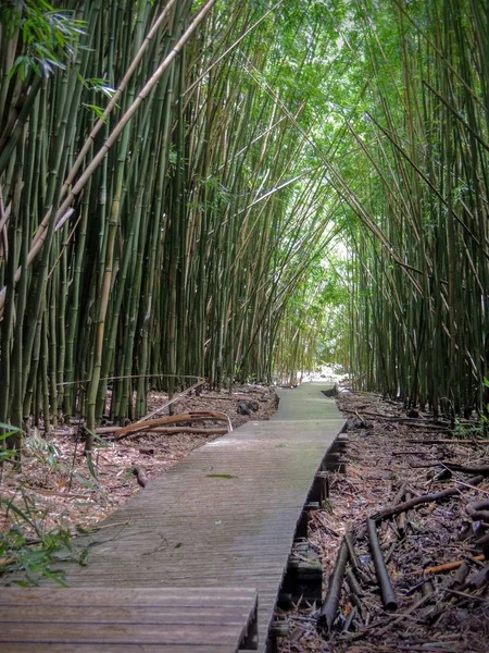 Ahşap tahta zammı ile ünlü Waimoku şelalelerine önde gelen yoğun Bambu Ormanı. Popüler Pipiwai iz Haleakala Milli Parkı'nda Maui, Hawaii, ABD tarihinde