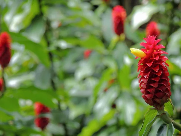 Rode gember bloem bloeien In levendige kleuren met gele snavel en onscherpe achtergrond — Stockfoto