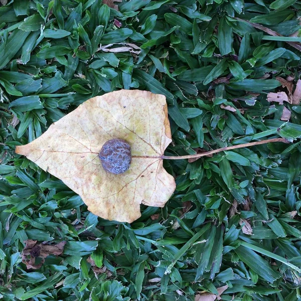 Semilla Sobre Hoja Muerta Sobre Hierba Cortada Hawaiana Concepto Fondo — Foto de Stock