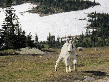 Dağ keçisi (oreamnos americanus) gidiş için güneş Road, Logan Pass buzul Milli Parkı Montana ABD Trail boyunca Hiking