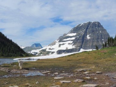 Güneş Road, yatay görünüm gidiş kar Glacier Ulusal Park dahil dağlarla çevrili ve özellikleri şelaleler, yaban hayatı, Logan Pass, saklı göl, Highline izi, çevresinde alanları: Piegan, Pollock, Oberlin, Clements, Reynolds