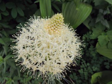Portre, Beargrass (Xerophyllum tenax) beyaz çiçek buzul Milli Parkı ABD'de güneş yol gitmek Logan geçişte, Highline izinde