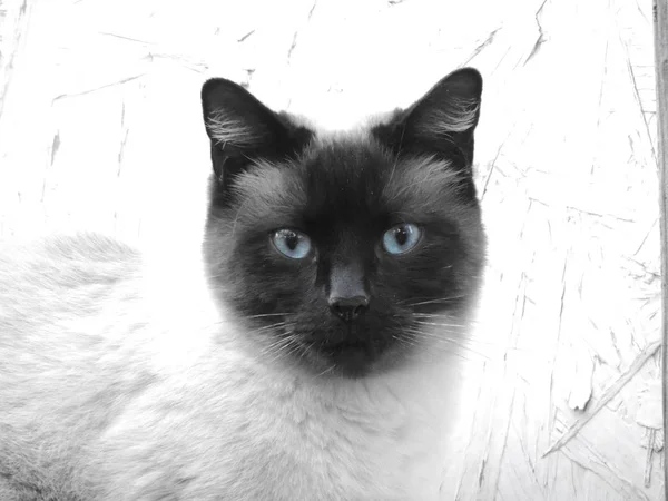 Um gato siamês olhando em linha reta com olhos azuis brilhantes em um fundo branco — Fotografia de Stock