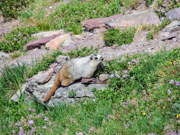 Hoary Marmot Parque Nacional Del Glaciar Rock Montana — Foto de Stock
