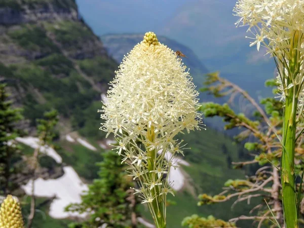 Beargrass (Xerophyllum tenax) bílá květina na stopě Highline v Logan Pass na probíhající na silnici slunce v Usa národní Park Glacier — Stock fotografie