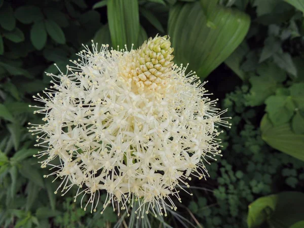 Portre, Beargrass (Xerophyllum tenax) beyaz çiçek buzul Milli Parkı ABD'de güneş yol gitmek Logan geçişte, Highline izinde