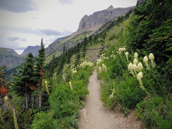 グレイシャー国立公園米国で太陽道路を行くローガンズパスでハイライン トレイル Beargrass (Xerophyllum テナックス) 白い花 — ストック写真