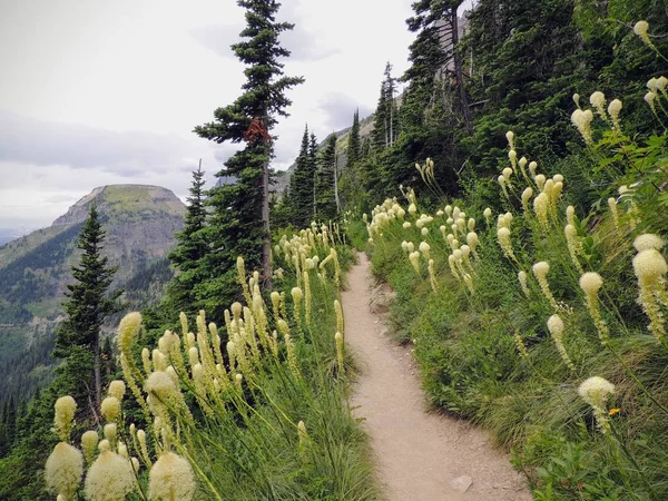 Beargrass (Xerophyllum tenax) flor blanca en Highline Trail en Logan Pass en Going to the Sun Road en Glacier National Park USA —  Fotos de Stock