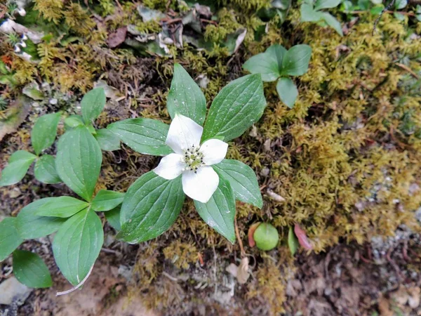 Single Cornus Canadensis Canadian Dwarf Cornel Canadian Bunchberry Quatre Temps — Stock Photo, Image