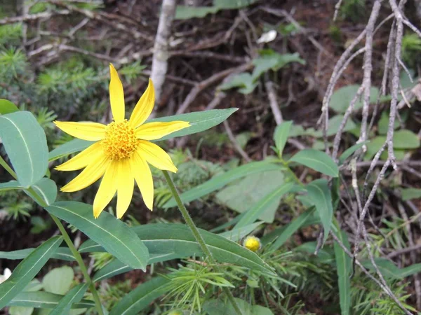 Arnica Flower Heartleaf Close Macro Banff National Park Canadá — Fotografia de Stock