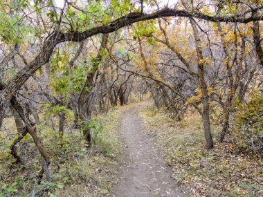 Sonbahar sonbahar orman sayısı Rose Kanyon sarı çatal ve büyük Rock iz Tuz Gölü Utah ABD Wasatch cephesinde Oquirrh dağlarda ağaçların arasından hiking.
