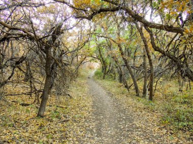 Sonbahar sonbahar orman sayısı Rose Kanyon sarı çatal ve büyük Rock iz Tuz Gölü Utah ABD Wasatch cephesinde Oquirrh dağlarda ağaçların arasından hiking.