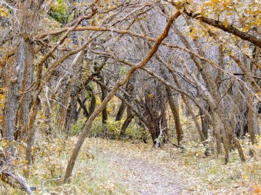 Sonbahar sonbahar orman sayısı Rose Kanyon sarı çatal ve büyük Rock iz Tuz Gölü Utah ABD Wasatch cephesinde Oquirrh dağlarda ağaçların arasından hiking.