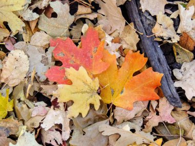 Sonbaharda akçaağaç ve meşe sonbahar yaprakları sarı çatal ve büyük kaya Tuz Gölü Utah ABD Wasatch cephesinde Oquirrh dağlarda izi gül Kanyon'a orman katta kapat