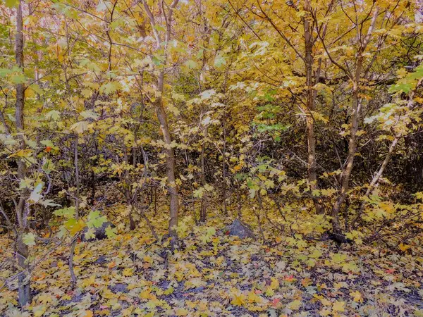 Outono Queda Floresta Caminhadas Através Árvores Rose Canyon Yellow Fork — Fotografia de Stock