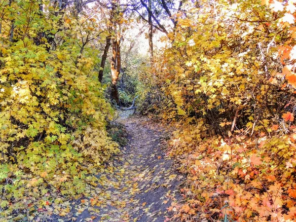 Podzim Podzim Lesní Zobrazení Turistických Přes Stromy Růže Žlutá Vidlice — Stock fotografie