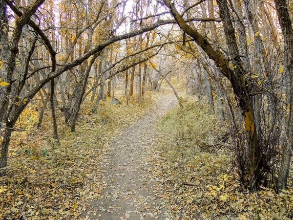 Otoño Otoño Bosque Vistas Senderismo Través Los Árboles Rose Canyon — Foto de Stock