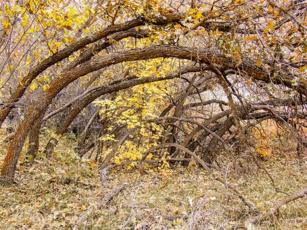 Φθινόπωρο Φθινόπωρο Δέντρα Πεζοπορία Στο Φαράγγι Τριαντάφυλλο Κίτρινο Πιρούνι Και — Φωτογραφία Αρχείου
