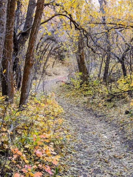 秋秋の森林の景色の木ローズ キャニオン黄色フォークと塩の湖ユタ米国で Wasatch の前部にオーカー山脈の大きな石の道ハイキング — ストック写真