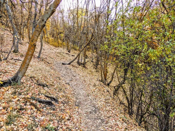 Automne Vue Sur Forêt Automne Randonnée Travers Les Arbres Sur — Photo