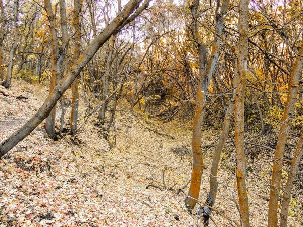 Automne Vue Sur Forêt Automne Randonnée Travers Les Arbres Sur — Photo