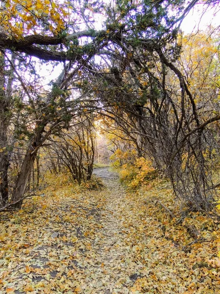 秋天秋天森林的景色徒步穿越树木玫瑰峡谷黄色叉子和大岩径在奥奎瑞山在犹他州的瓦萨奇前线犹他州犹他州 — 图库照片