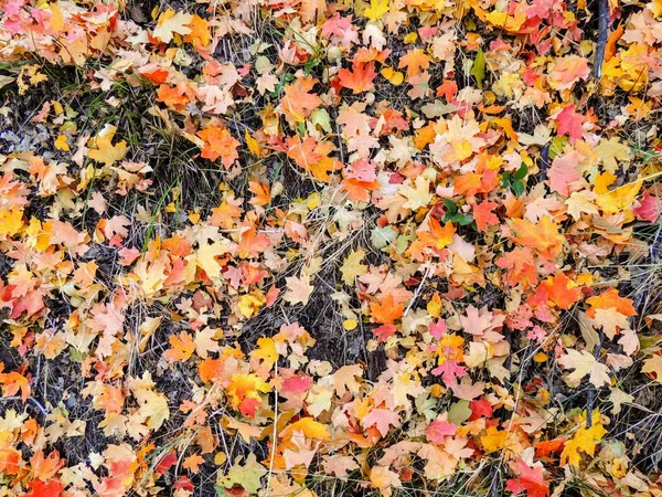 Sonbaharda Akçaağaç Meşe Sonbahar Yaprakları Sarı Çatal Büyük Kaya Tuz — Stok fotoğraf