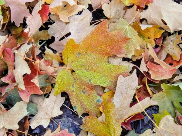 Otoño Arce Roble Hojas Otoño Cerca Suelo Del Bosque Cañón — Foto de Stock