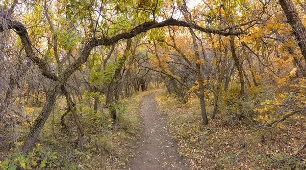 Sonbahar sonbahar orman sayısı Rose Kanyon sarı çatal ve büyük Rock iz Tuz Gölü Utah ABD Wasatch cephesinde Oquirrh dağlarda ağaçların arasından hiking.