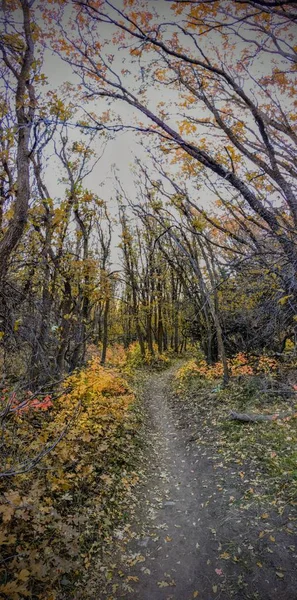 Podzim Podzim Lesní Zobrazení Turistických Přes Stromy Růže Žlutá Vidlice — Stock fotografie