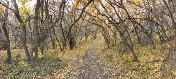 Sonbahar sonbahar orman sayısı Rose Kanyon sarı çatal ve büyük Rock iz Tuz Gölü Utah ABD Wasatch cephesinde Oquirrh dağlarda ağaçların arasından hiking.