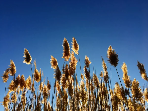 Höga pampas (Cortaderia) gräs i ett fält på bakgrunden av den inställningen sol och blå himmel. Ljusa soliga sommar foto. Gyllene öron av gräs som vajar i den vinden upplyst i solen i Magna, Wasatch Front, klippiga bergen, Utah, Usa — Stockfoto
